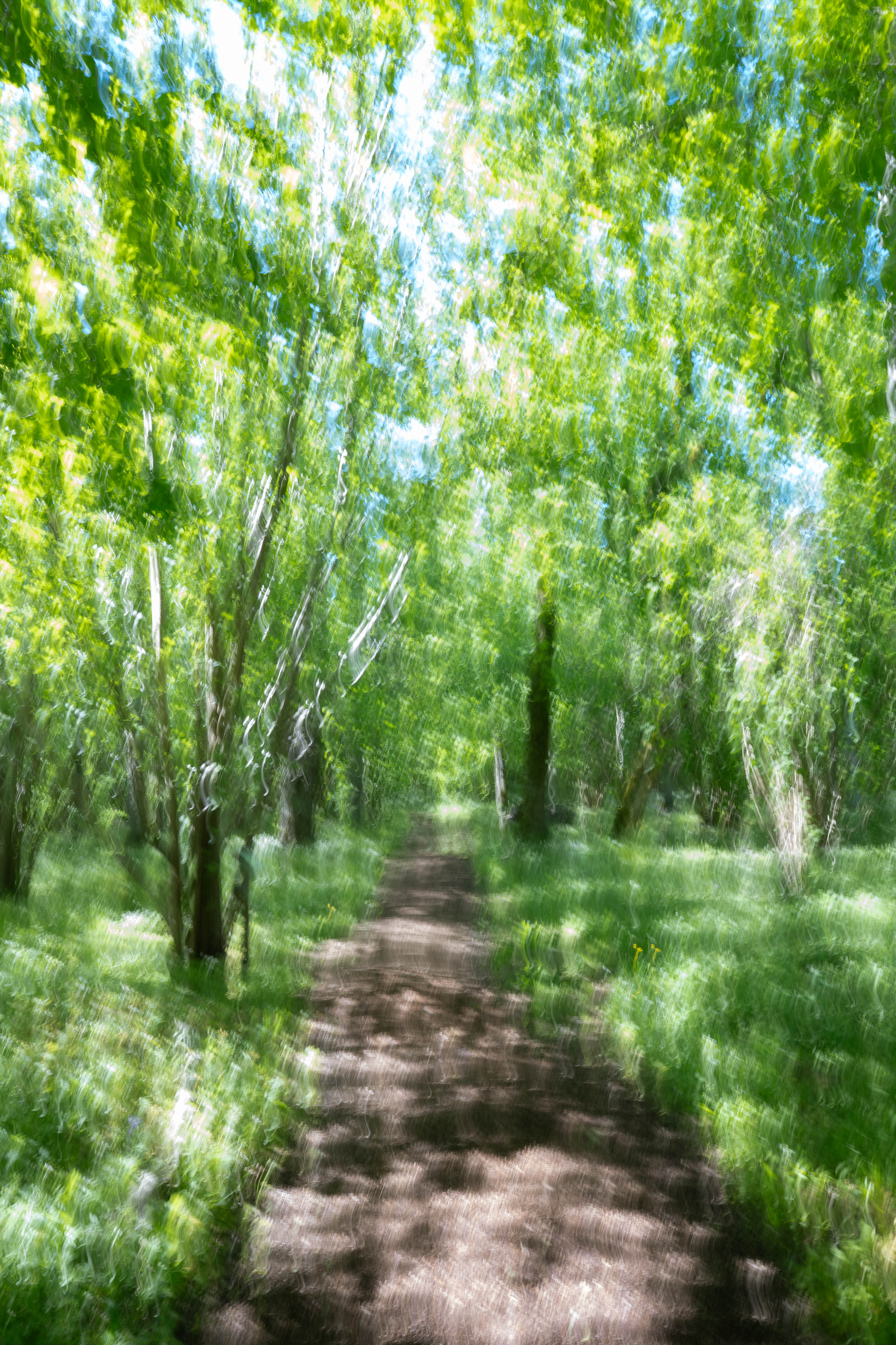 ICM Psychedelic Path