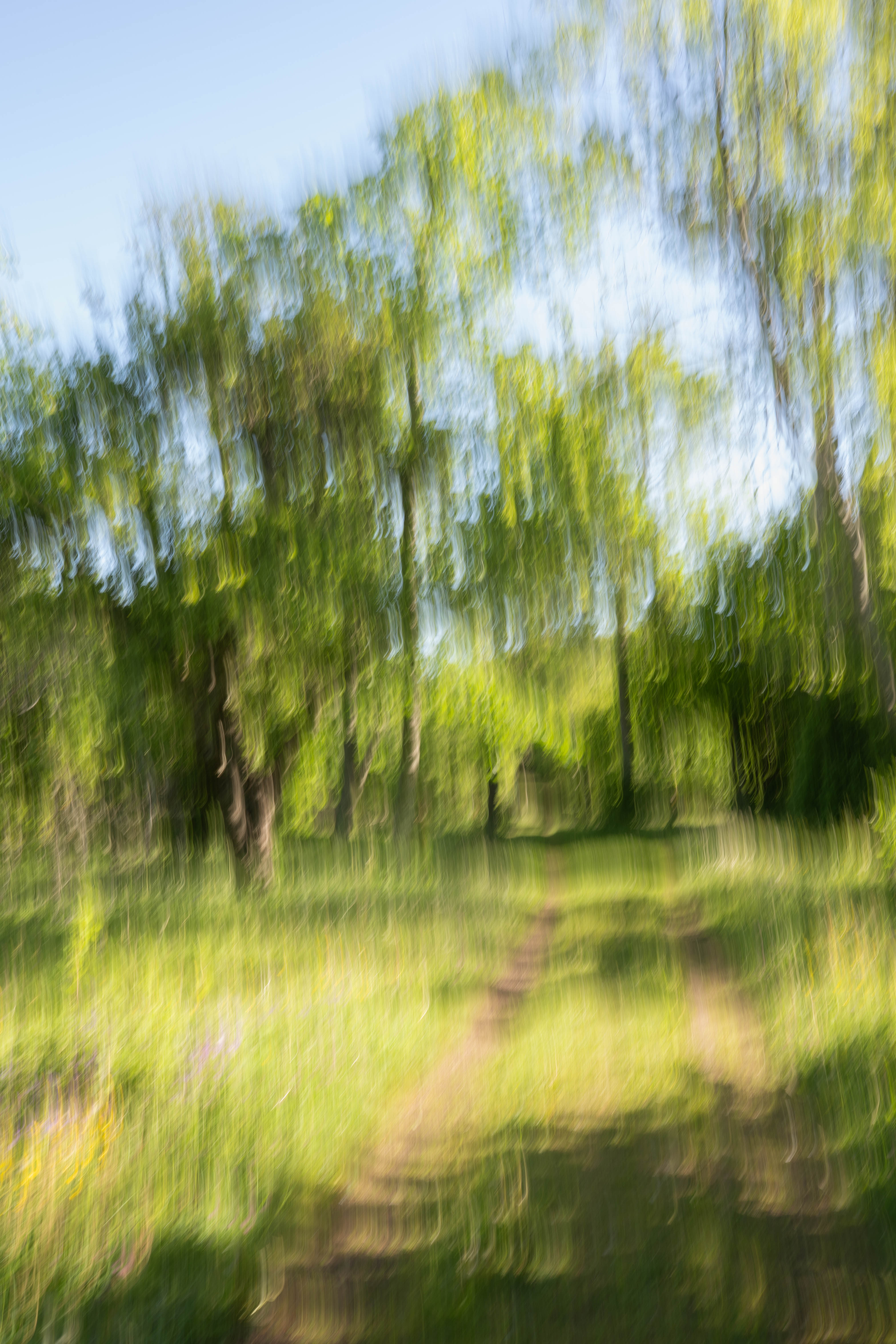 ICM Wild Morning